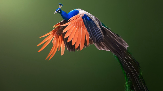 Colorful bird wings spread green free wallpaper for desktop - medium preview image