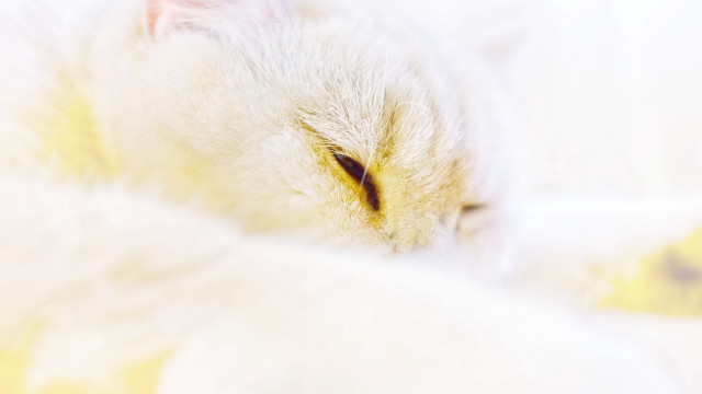 White cat yellow eyes rococo free wallpaper for desktop - medium preview image