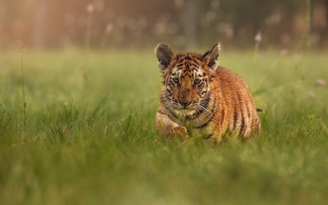 Tiger cub walking tall grass free wallpaper for desktop - medium preview image