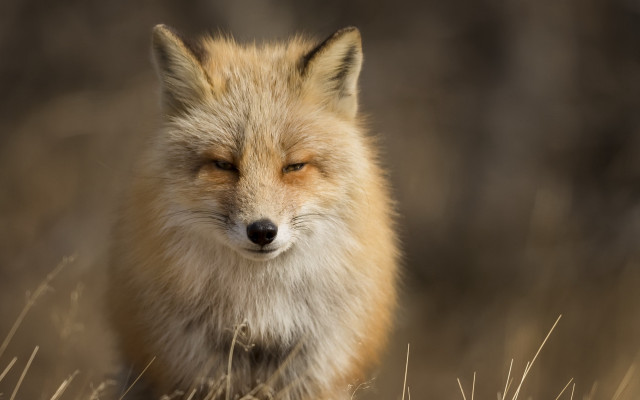 Fox closed eyes grass weeds free wallpaper for desktop - medium preview image
