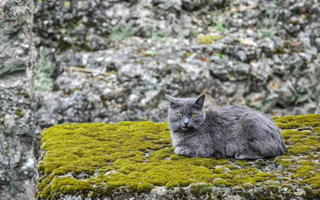 Cat mossy forest rocks blurry free wallpaper for desktop - medium preview image