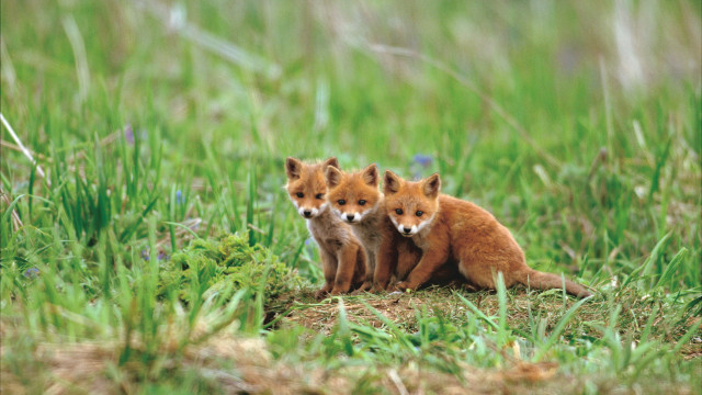 Foxes sitting grass blurry nature free wallpaper for desktop - medium preview image