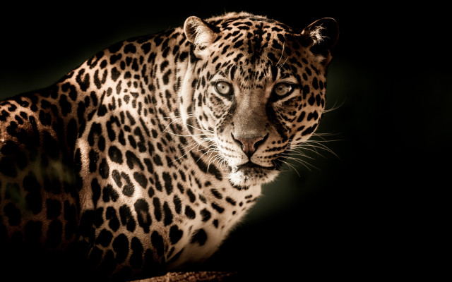 Leopard camouflage animal photography black free wallpaper for desktop - medium preview image