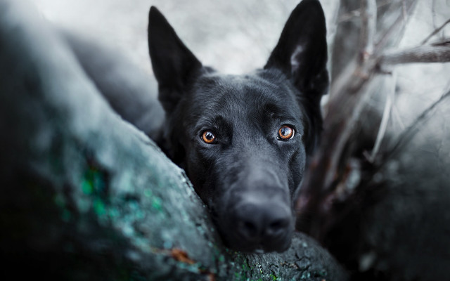 Black dog orange eyes rock free wallpaper for desktop - medium preview image