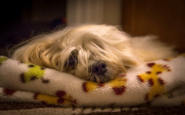 Dog lying blanket pillow shallow free wallpaper for desktop - medium preview image