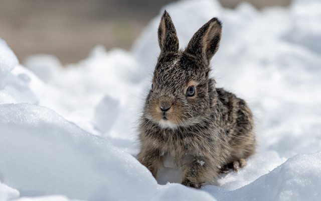 Small rabbit in snow curious free wallpaper for desktop - medium preview image