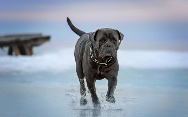 Dog beach boat clouds sky free wallpaper for desktop - medium preview image