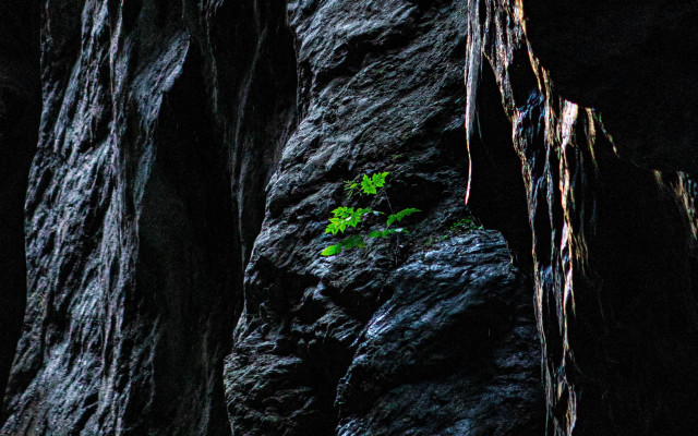 Small plant crack rock cave free wallpaper for desktop - medium preview image
