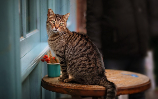 Cat sitting by window blurry free wallpaper for desktop - medium preview image