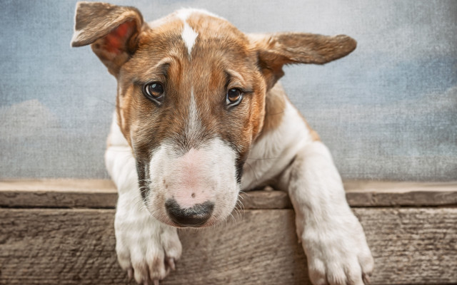 Sad shiba inu ledge dog free wallpaper for desktop - medium preview image