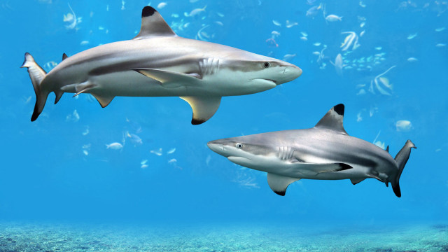 Sharks swimming ocean fish surrounding free wallpaper for desktop - medium preview image