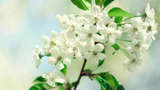 Tree branch white flowers green #2 free wallpaper for desktop - medium preview image