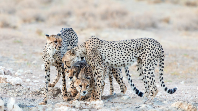Cheetah group wildlife puzzle kemono free wallpaper for desktop - medium preview image