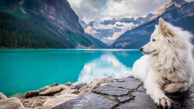 White dog lake mountains cloudy free wallpaper for desktop - medium preview image