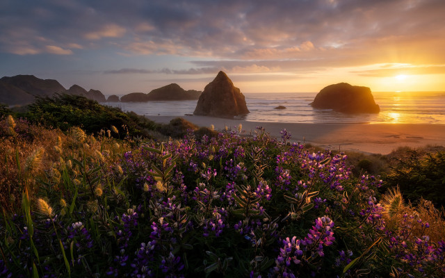 Sunset ocean purple flowers rocks free wallpaper for desktop - medium preview image
