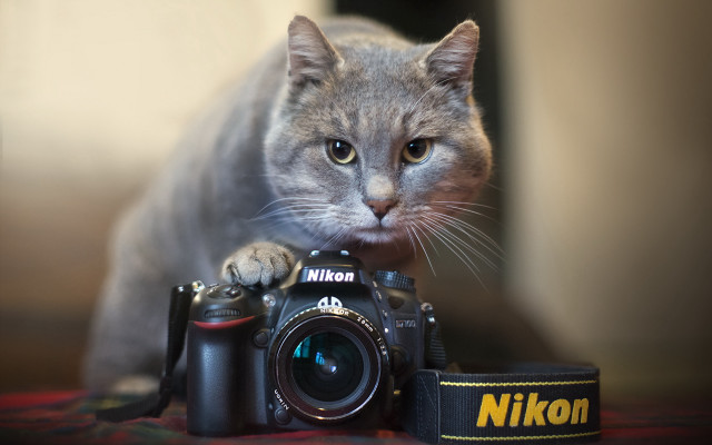Cat camera strap camera side free wallpaper for desktop - medium preview image