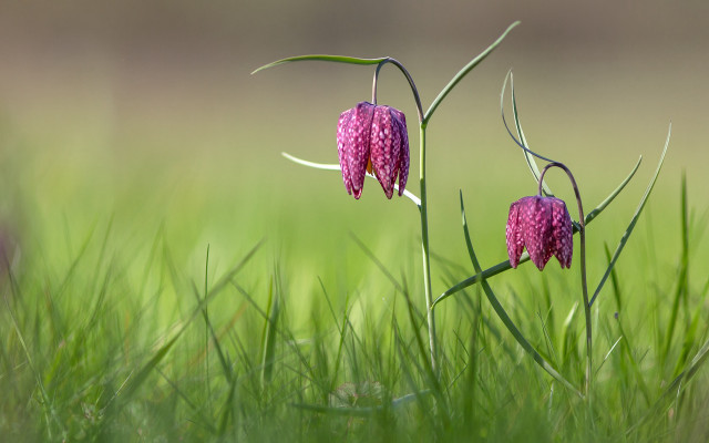 Flowers grass sunny nature macro #2 free wallpaper for desktop - medium preview image
