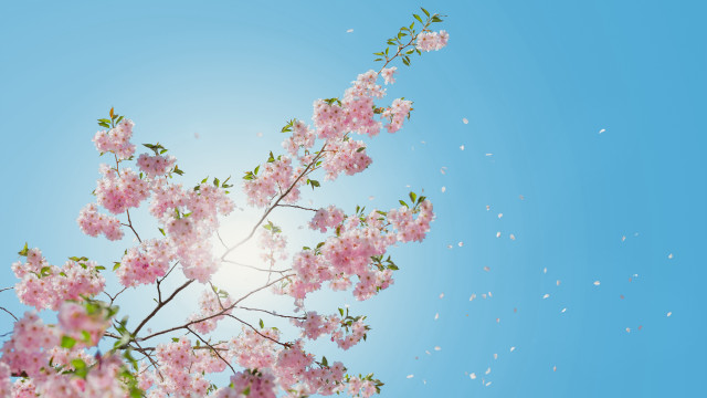 Pink flower tree sky bubbles free wallpaper for desktop - medium preview image