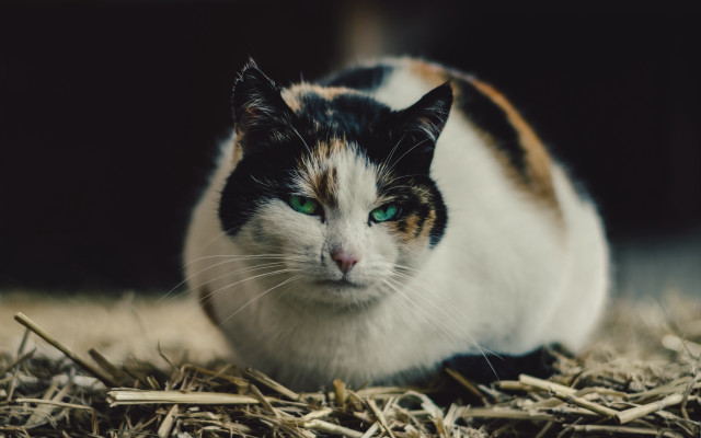 Black cat green eyes hay free wallpaper for desktop - medium preview image