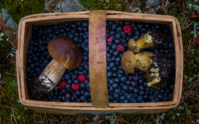 Basket blueberries mushrooms bread forest free wallpaper for desktop - medium preview image