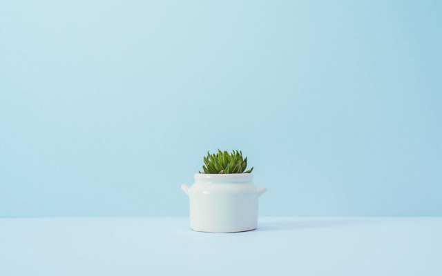 White pot green plant blue free wallpaper for desktop - medium preview image