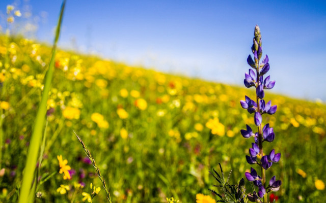 Flower field summer vibrancy blurry #3 free wallpaper for desktop - medium preview image