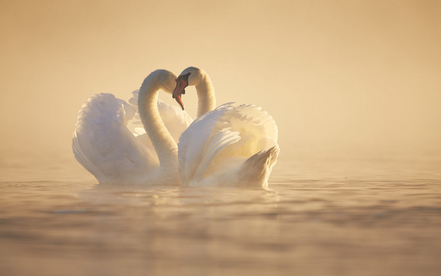 Foggy swan duo neoromantic animal free wallpaper for desktop - medium preview image