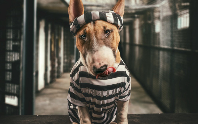 Dog striped shirt bandana shiba free wallpaper for desktop - medium preview image