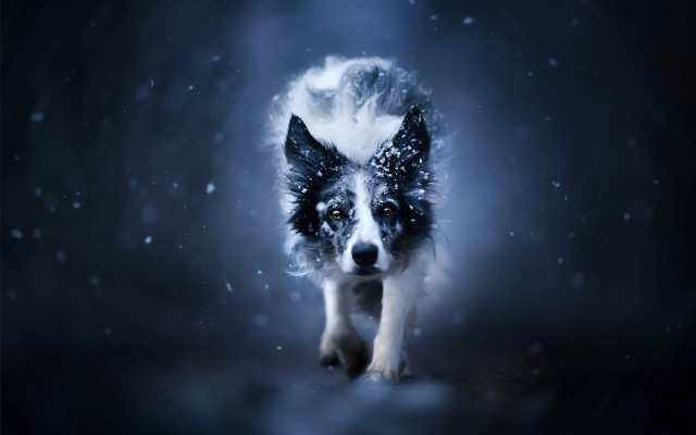 Dog snow night photorealistic aurora free wallpaper for desktop - medium preview image