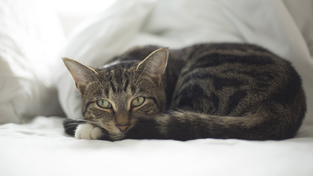 Cat bed white sheets light free wallpaper for desktop - medium preview image