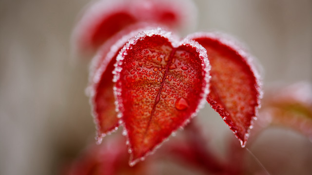 Red flower water droplets macro #6 free wallpaper for desktop - medium preview image