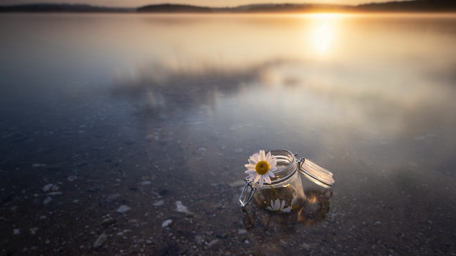 Flower bottle beach sunset starry free wallpaper for desktop - medium preview image