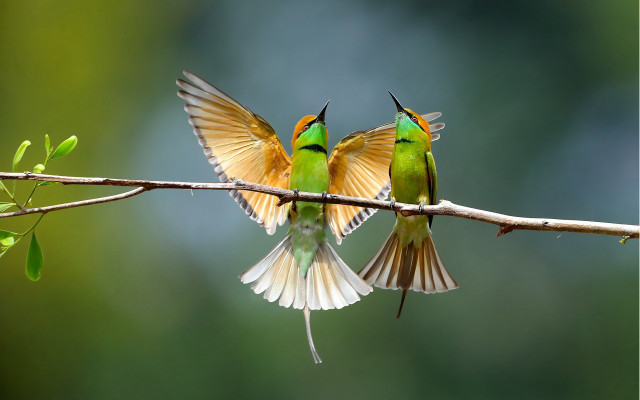 Birds wings spread flying branch free wallpaper for desktop - medium preview image
