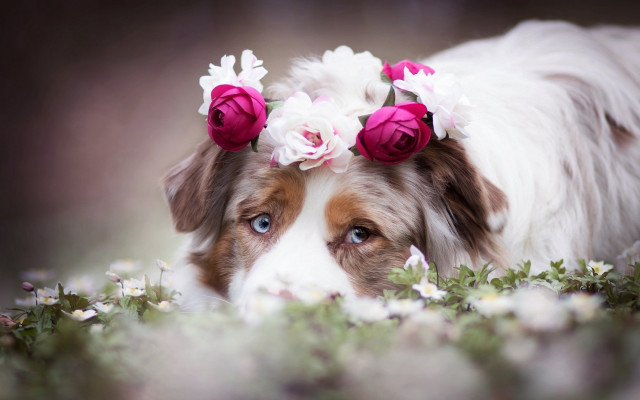 Dog flowers hair laying blue free wallpaper for desktop - medium preview image