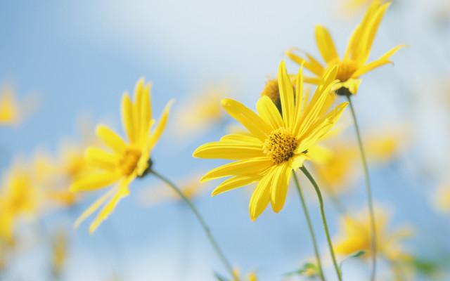 Yellow flowers blue sky bokeh free wallpaper for desktop - medium preview image