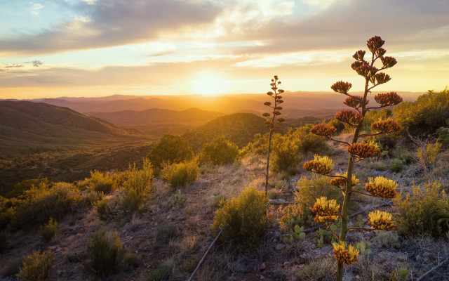 Mountain sunset plant flowers kodachrome free wallpaper for desktop - medium preview image