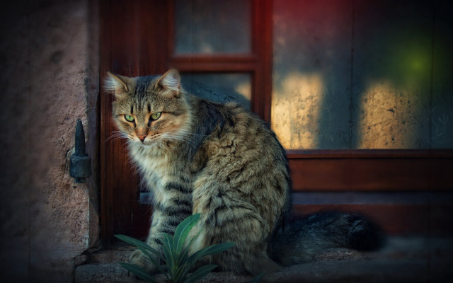 Cat sitting on step looking free wallpaper for desktop - medium preview image