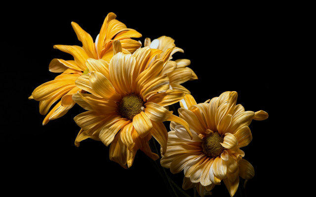 Yellow daisy sunflower vase flower free wallpaper for desktop - medium preview image