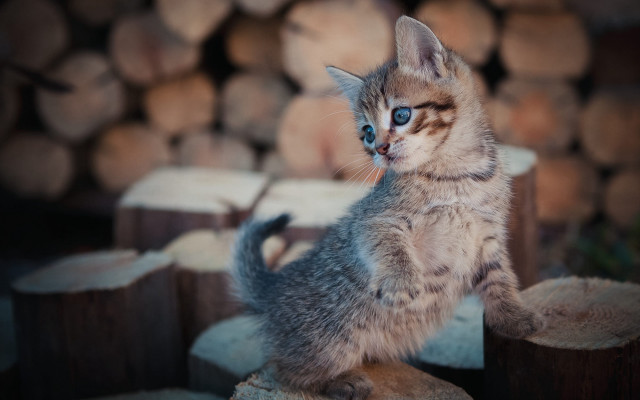 Kitten blurry logs blue eyes free wallpaper for desktop - medium preview image