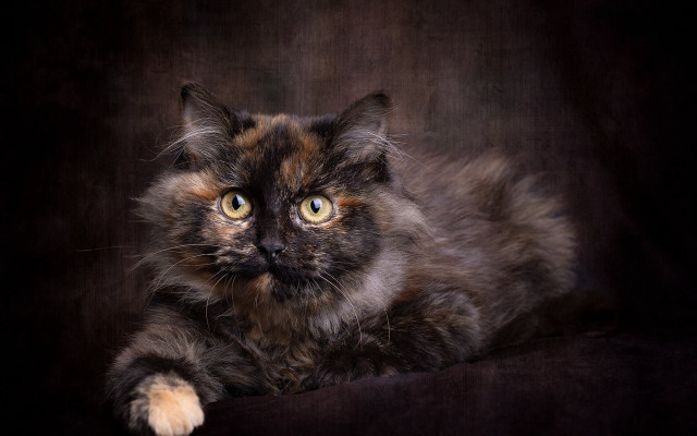 Black brown background cat yellow free wallpaper for desktop - medium preview image