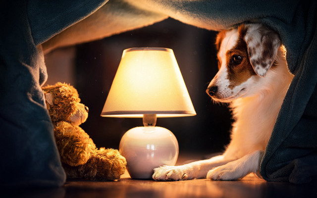 Dog blanket lamp teddy night #2 free wallpaper for desktop - medium preview image