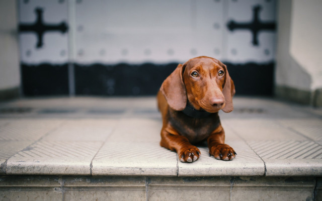 Brown dog tiltshift shiba inu free wallpaper for desktop - medium preview image