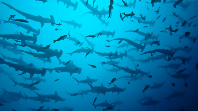 Sharks fish ocean blue water free wallpaper for desktop - medium preview image