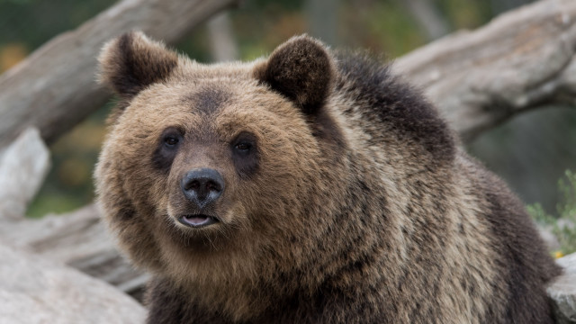 Brown bear forest rocks log free wallpaper for desktop - medium preview image