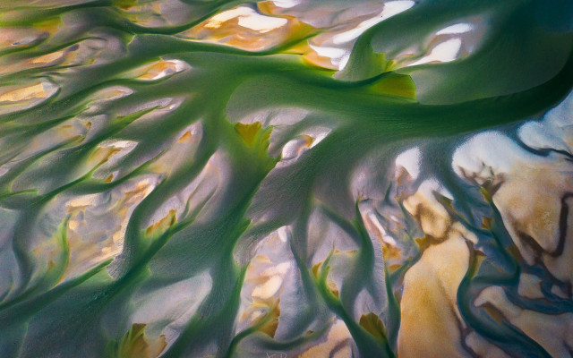 Tree green leaves sky water free wallpaper for desktop - medium preview image