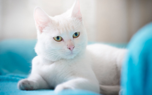 White cat blue eyes rococo #7 free wallpaper for desktop - medium preview image