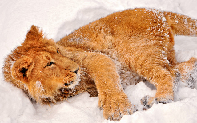Lion snow resting closed eyes free wallpaper for desktop - medium preview image