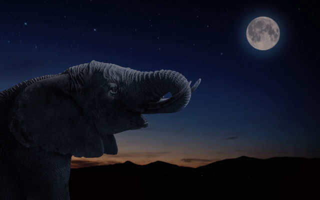 Elephant fullmoon mountains aurora fireflies free wallpaper for desktop - medium preview image