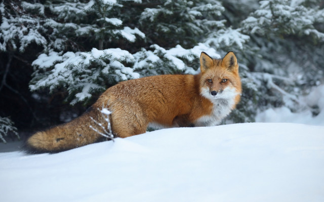 Fox snow winter forest nature free wallpaper for desktop - medium preview image