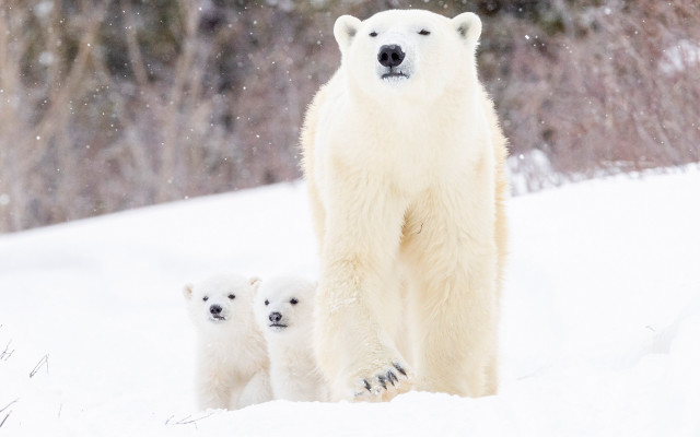 Polar bear cubs snow forest #2 free wallpaper for desktop - medium preview image